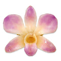 Lacquer Dipped Purple and White Real Dendrobium Orchid Pin Brooch