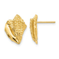 14k Conch Shell Earrings, 15 x 10 mm